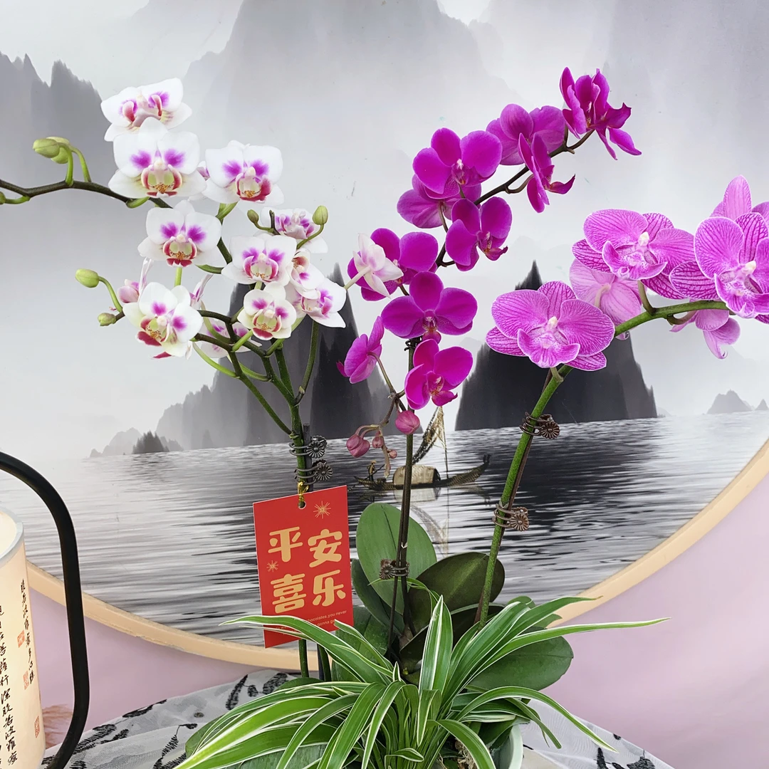 兰庭府[三生三世]精品混色蝴蝶兰三品种