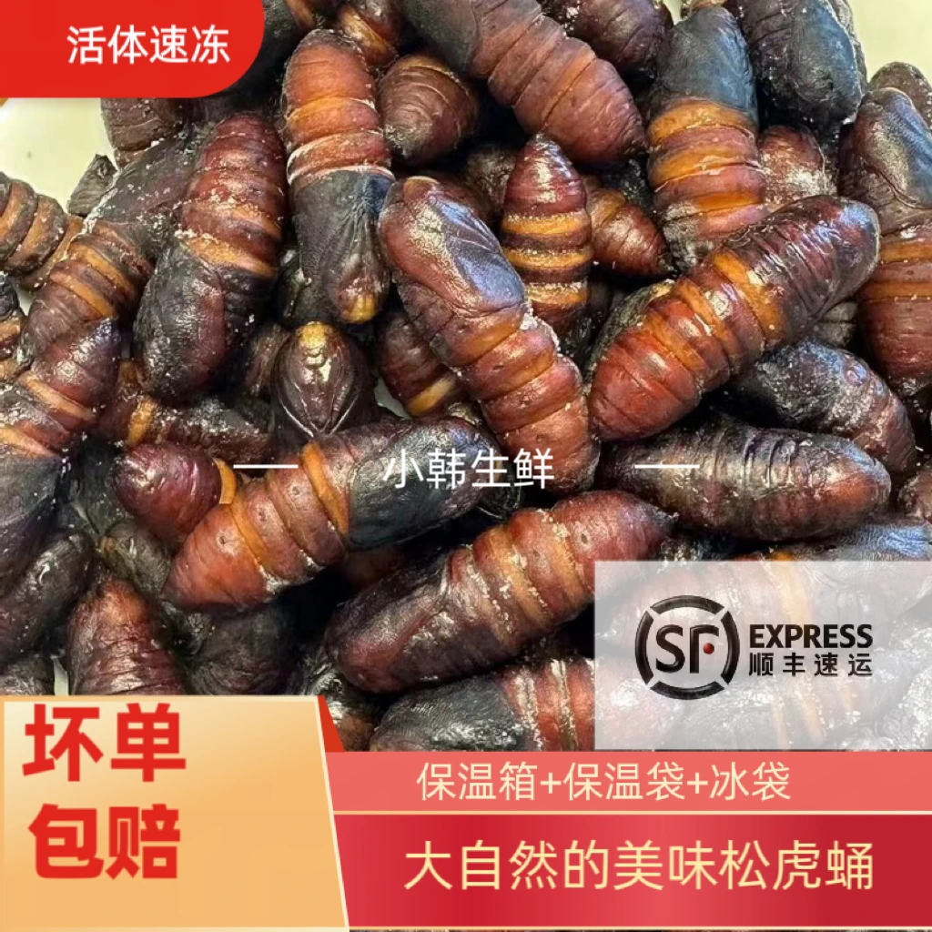 【顺丰包邮】松虎蛹毛狗蛹茧蛹油炸过年美食下酒菜