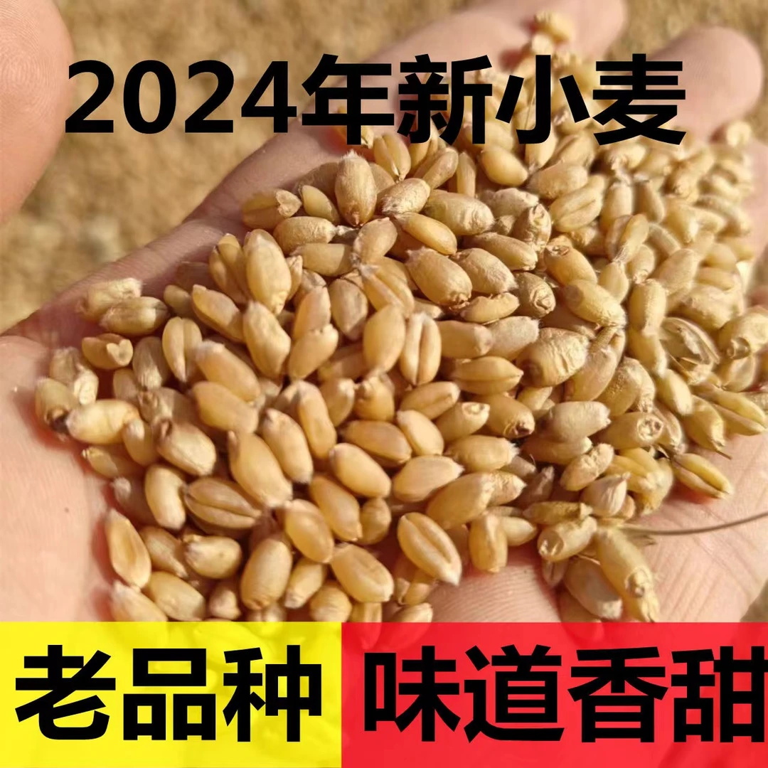 小麦粒带皮2024年食用磨面麦芽糖发芽苗草种榨汁酿酒