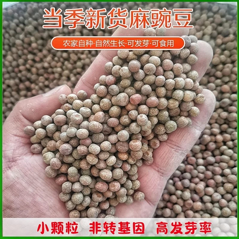 新货小粒麻豌豆农家自种水培豌豆苗1斤 5斤发芽食用干豌豆粒灰豆