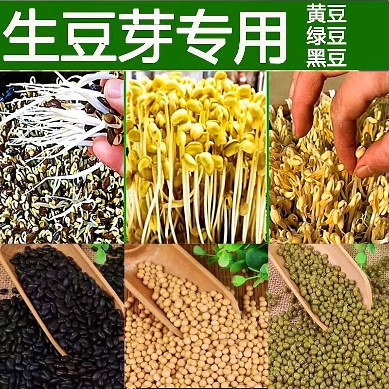生豆芽专用黄豆绿豆小粒黑豆种子豆芽菜芽豆芽苗菜无土水培蔬菜种