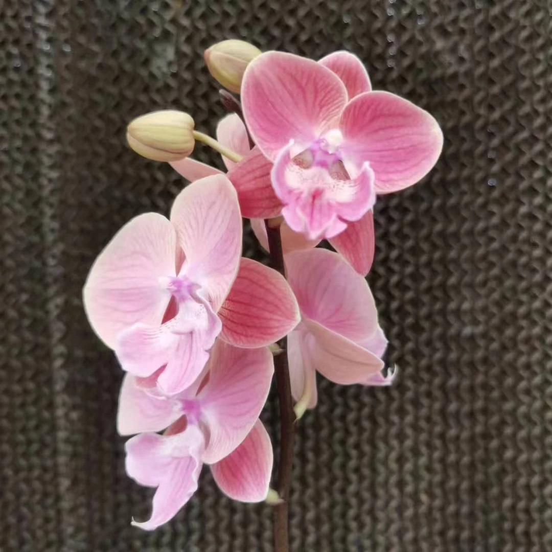【花之漫】（唯美）福利款不售后3.0寸杯单剑叶片轻微划痕蝴蝶兰花卉