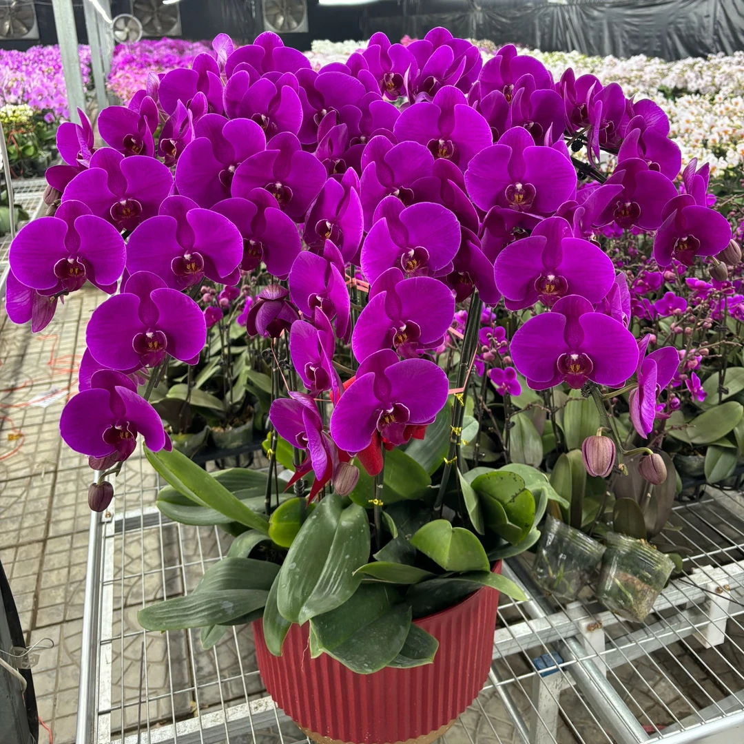 （花之漫）3.5寸杯大辣椒组盆10只装