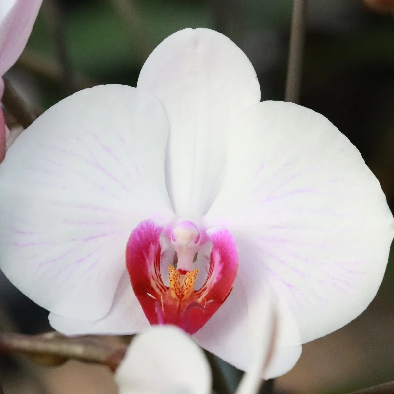 【花之漫】3.5寸杯（安祖丹佛）蝴蝶兰阳台桌面观花四季开花