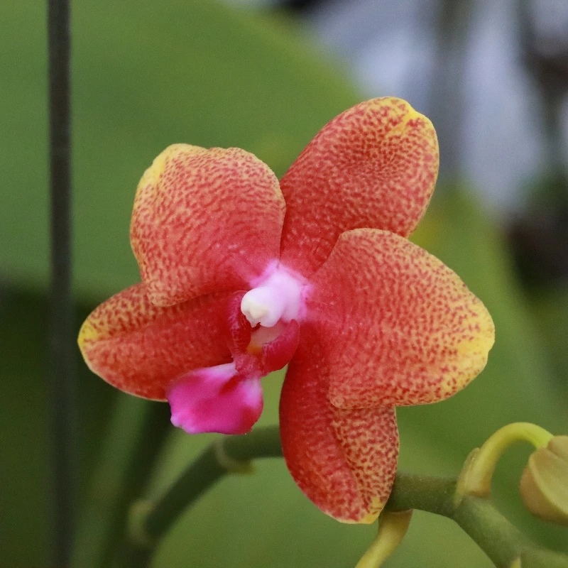 【花之漫】3.5寸杯（安祖香恋博格丽）蝴蝶兰室内阳台桌面观花开花