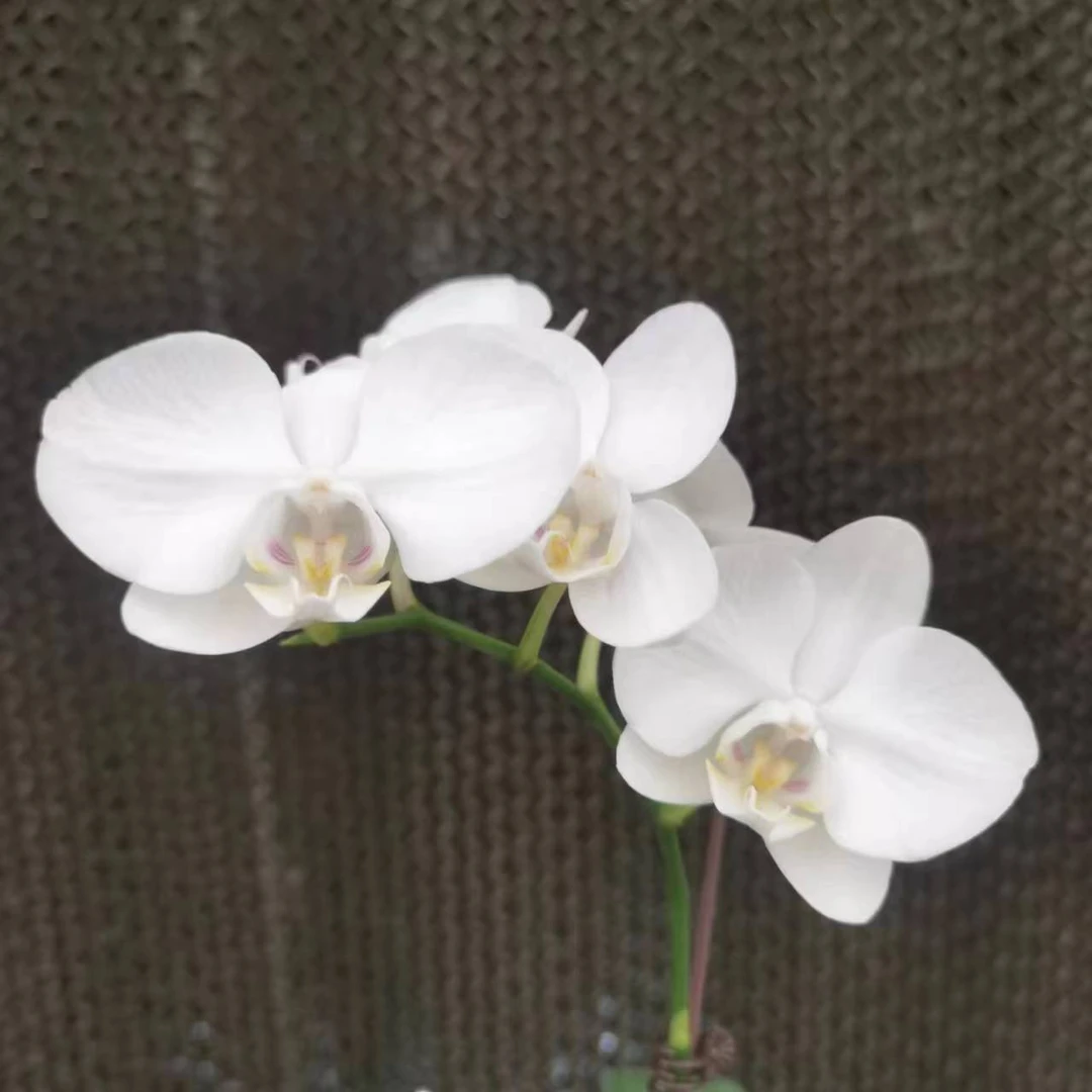 【花之漫】（阿玛）3.0寸单剑蝴蝶兰花卉室内阳台桌面盆栽