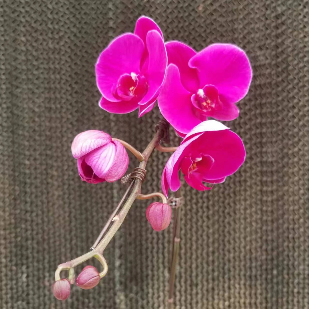【花之漫】（大辣椒）3.5寸杯单剑蝴蝶兰花卉