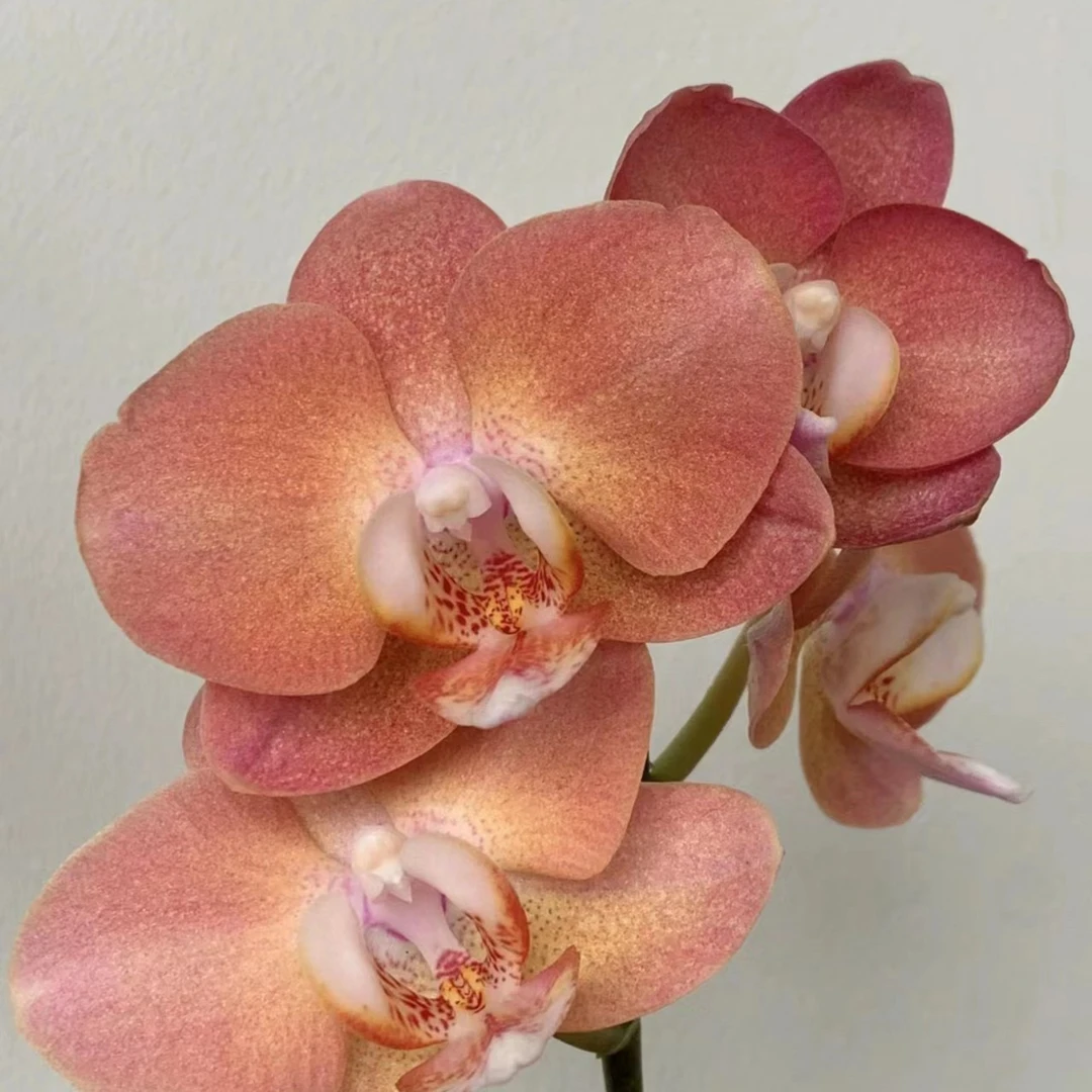 【花之漫】（鲑鱼）蝴蝶兰花卉室内阳台桌面观花四季开花盆栽