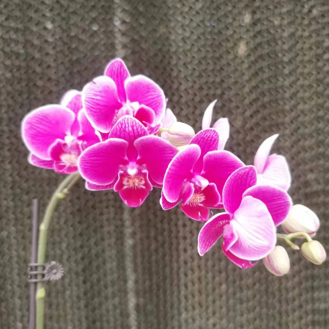 【花之漫】（红酒）3.0寸单剑蝴蝶兰花卉室内阳台桌面盆栽