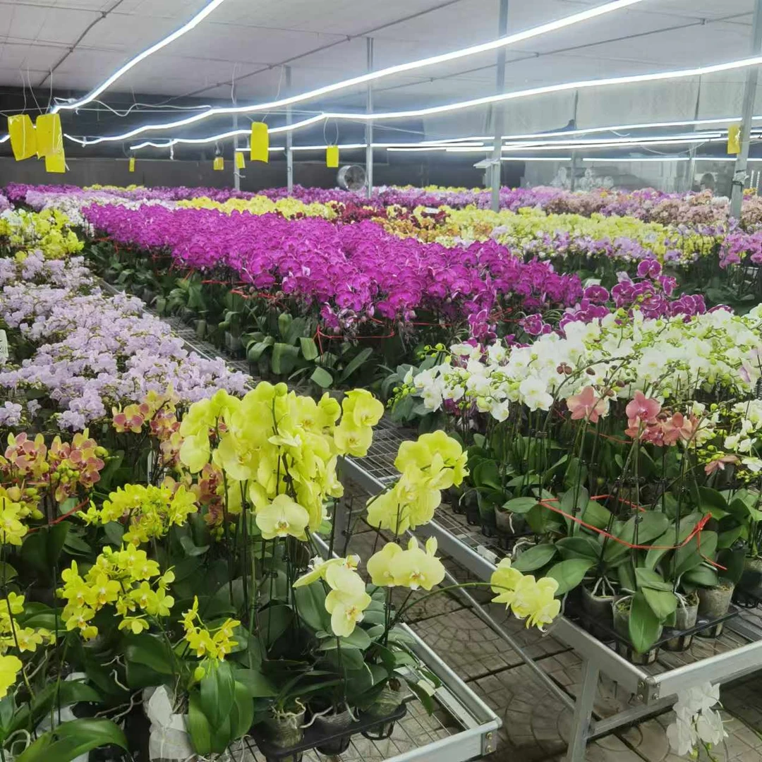 【花之漫】（桔子）3.5寸单剑蝴蝶兰花卉室内阳台桌面盆栽