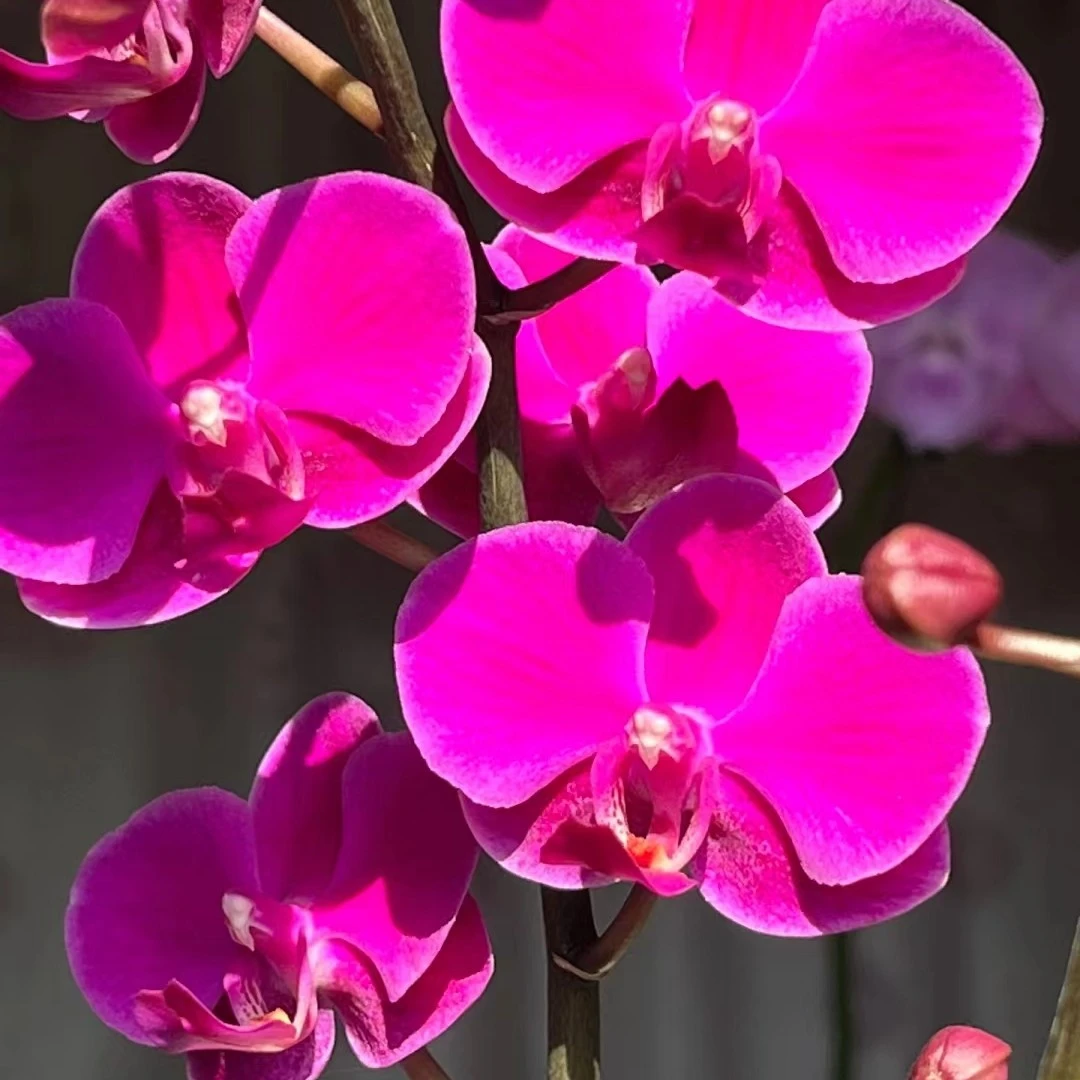 【花之漫】单剑两棵 （3.5寸满天红）蝴蝶兰花卉室内桌面开花盆栽