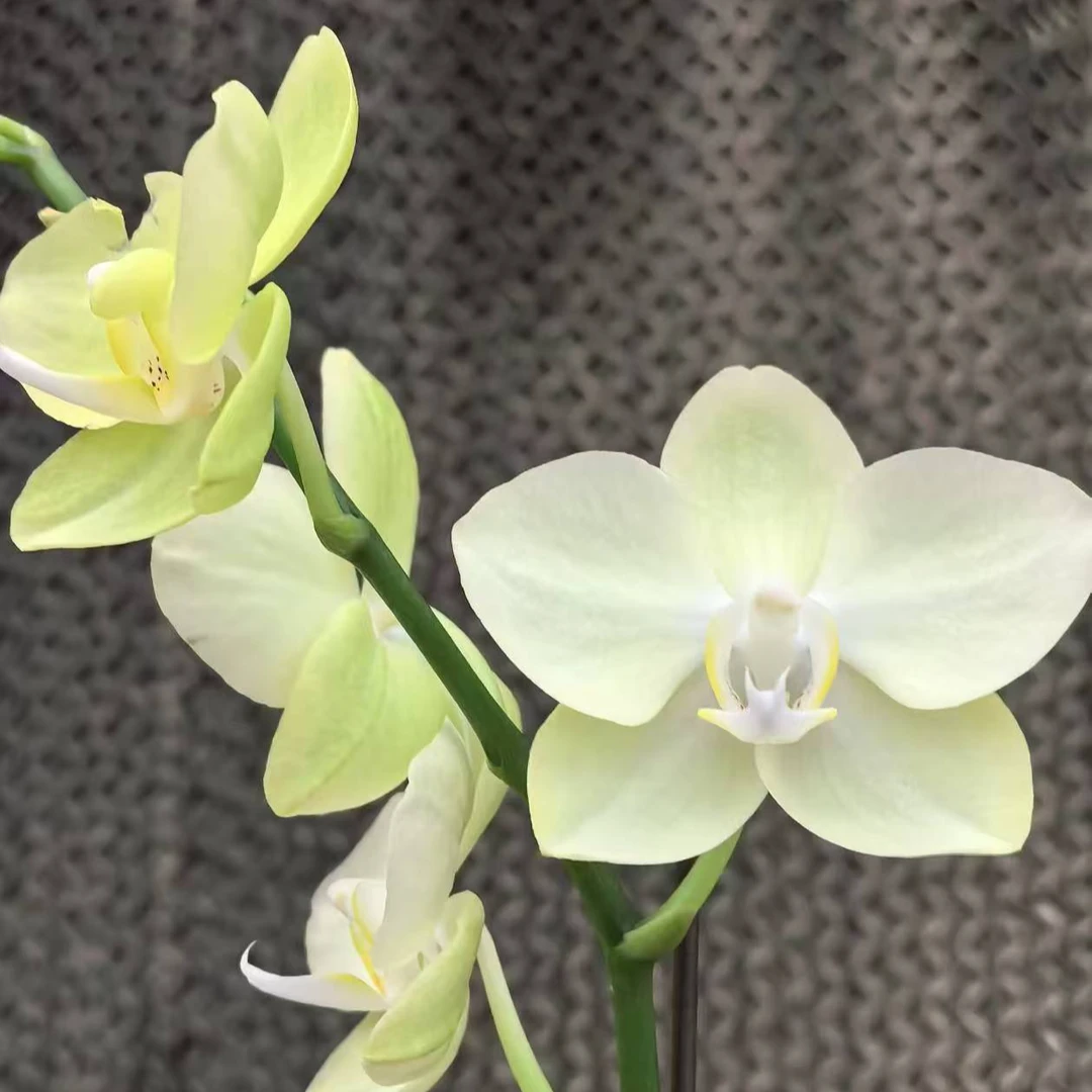 【花之漫】（绿蜻蜓）3.0寸杯单双剑蝴蝶兰花卉室内阳台桌面盆栽