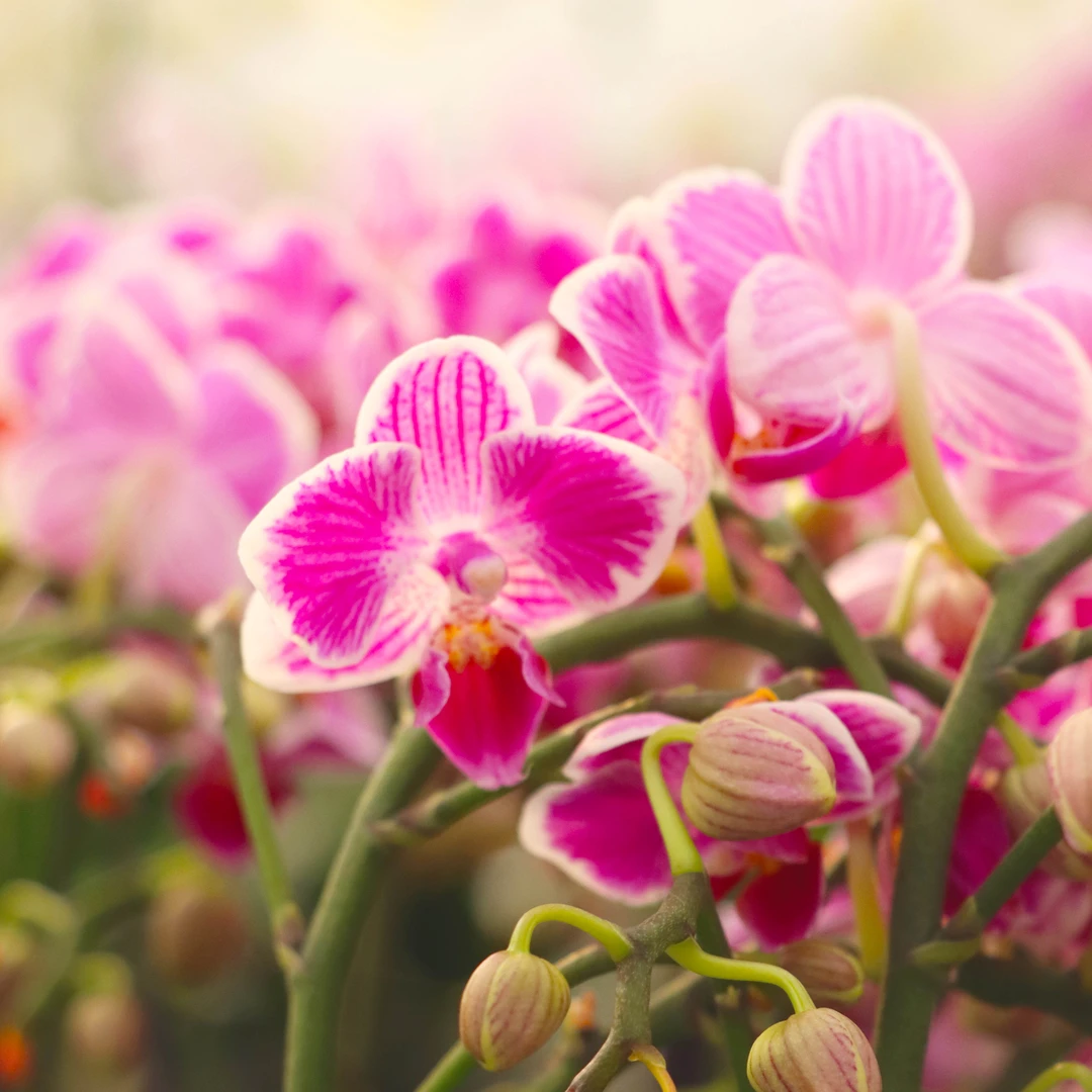 【花之漫】（三色彩虹）蝴蝶兰花卉室内阳台桌面观花四季开花盆栽