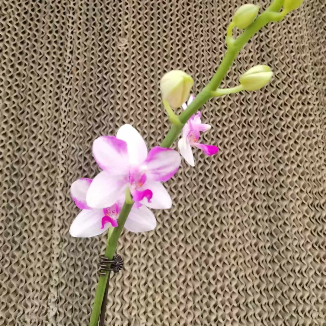 【花之漫】（紫水晶）2.8寸杯双剑蝴蝶兰花卉室内阳台桌面盆栽