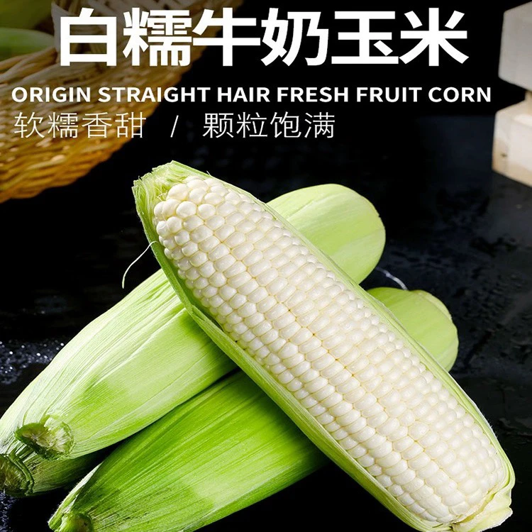 现摘新鲜四川白糯玉米香糯玉米白甜糯玉米嫩包谷带壳黏玉米