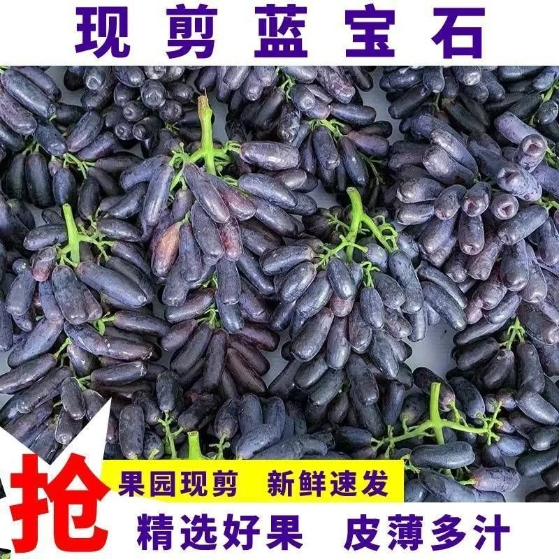 【京东冷链空运】四川大凉山无籽蓝宝石葡萄美人指提子金手指整串