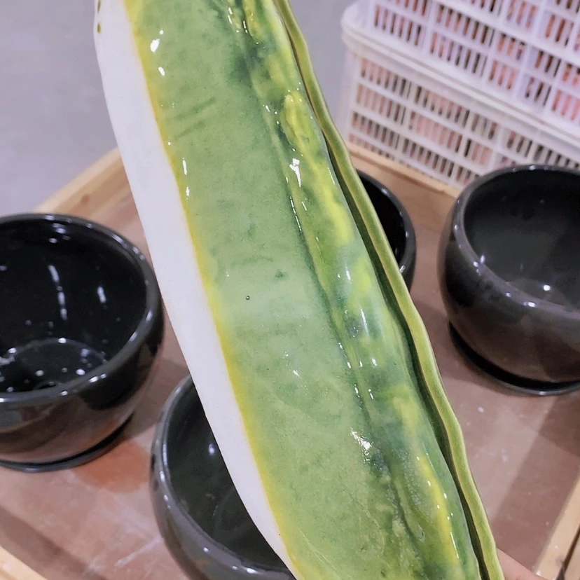 【闪购商品】红陶20CM（含）-50CM（不含）