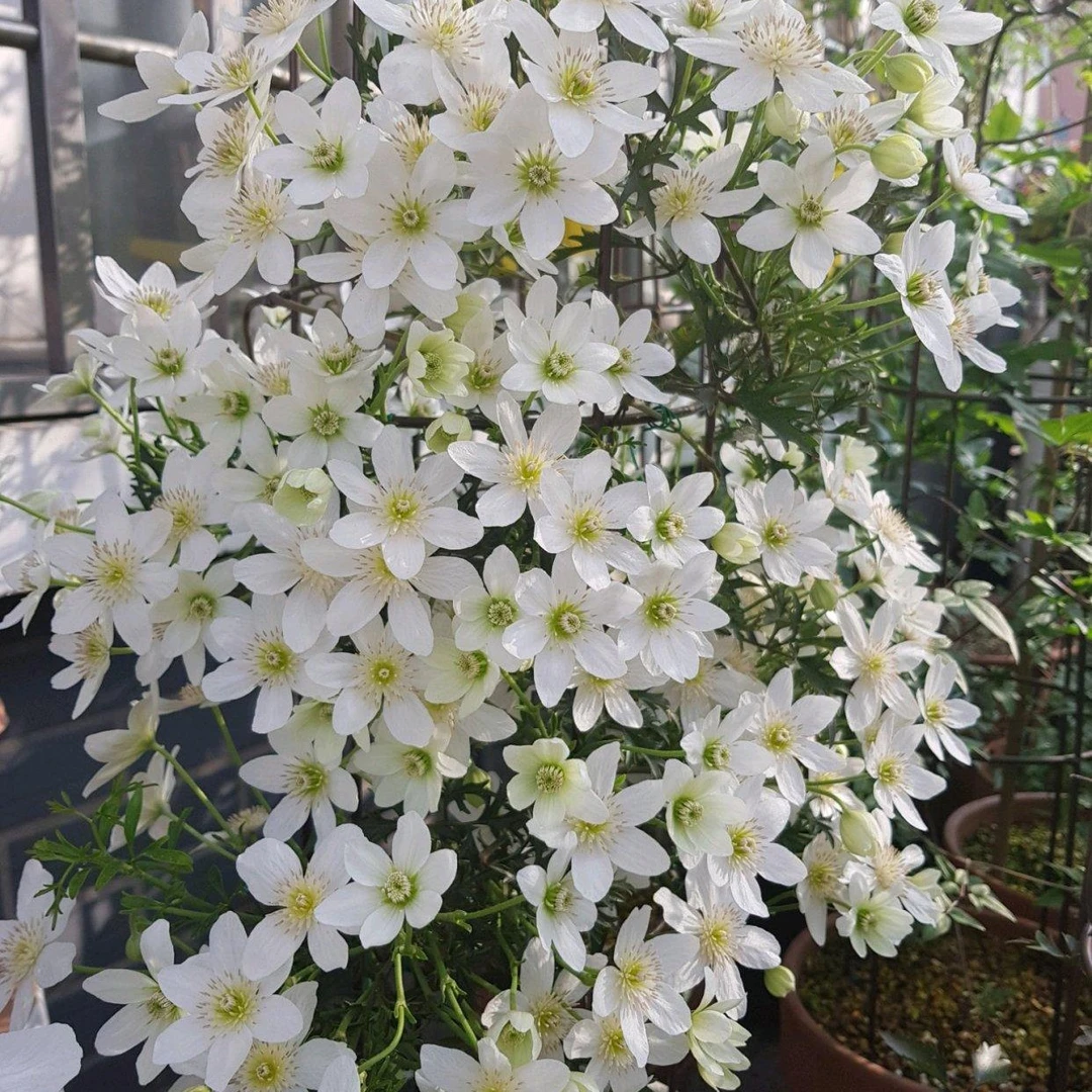 铁线莲银币一加仑苗，高度半米