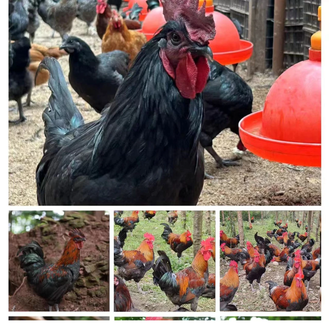 【守乡姐弟】粮食放养的跑山鸡  品种随机发货（省外京东空运特快）