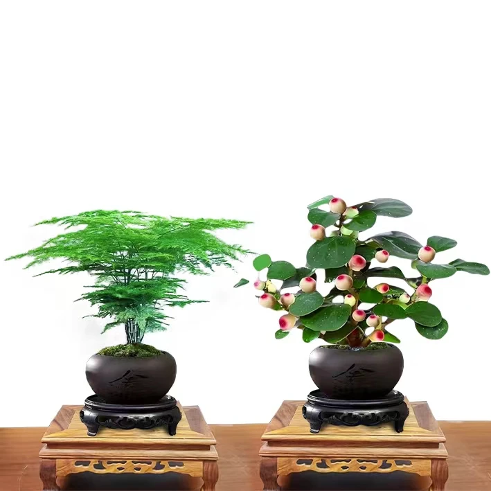 【新疆包邮】文竹盆栽+小盼菩提植物室内花卉盆景客厅办公室