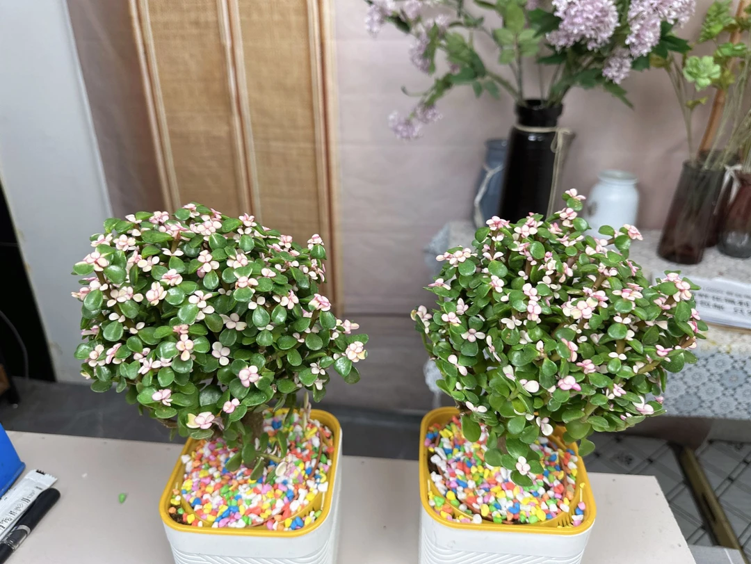 【新疆包邮】金枝玉叶2盆盆栽植物室内净化空气提高空气质量