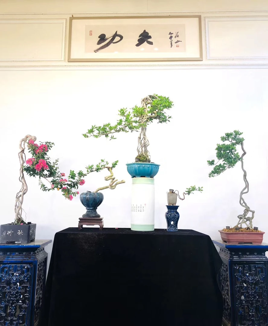 功夫盆景（500-1000米）山桔栀子花八房柑紫薇黑骨茶等盆景