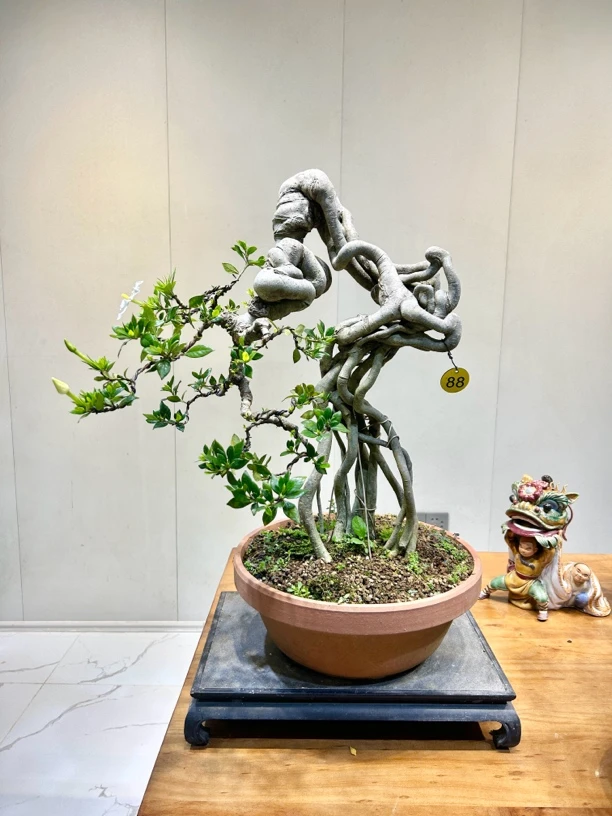 功夫盆景 四季榄叶栀子花 室内茶空间摆放精品盆景