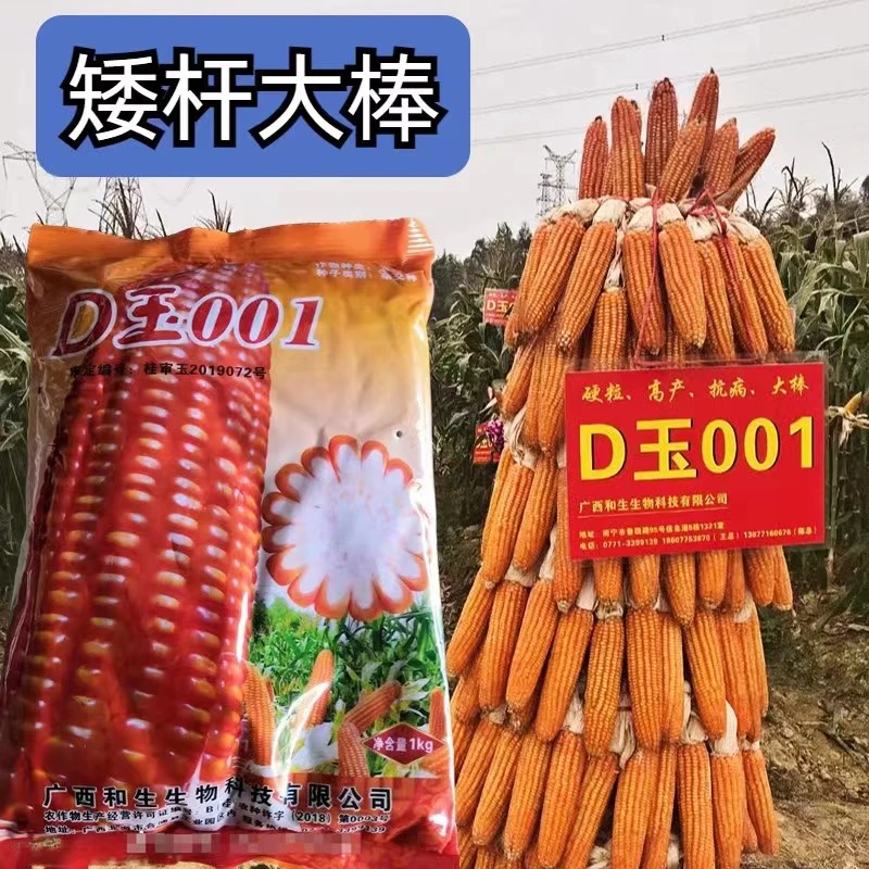 全硬粒型玉米种D玉001矮杆棒子大双胞率籽粒金黄中低海拔适宜