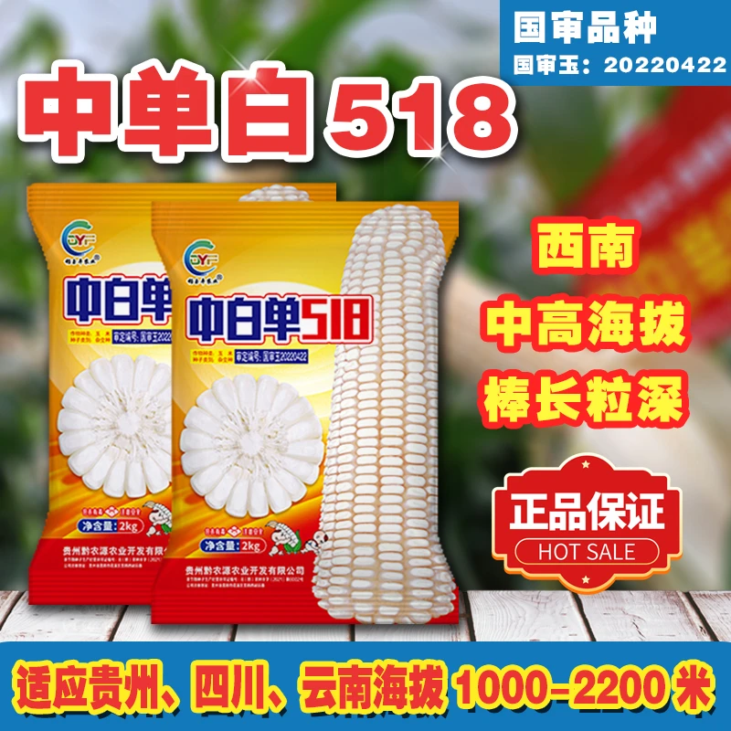 中白单518玉米种子国审大棒白玉米半马齿云贵川中高海拔