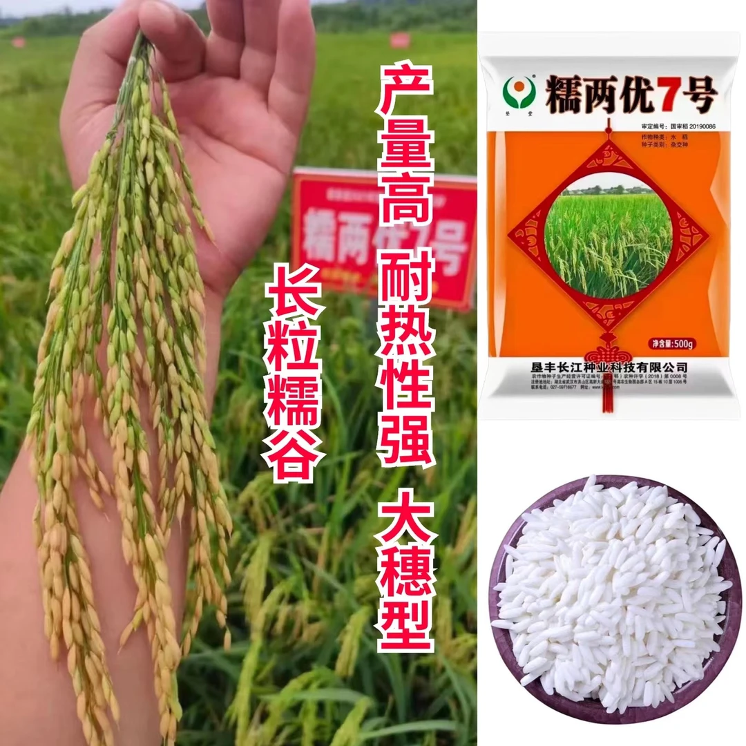 长粒型糯谷水稻种子糯两优7号适宜长江中下游作一季中稻种植