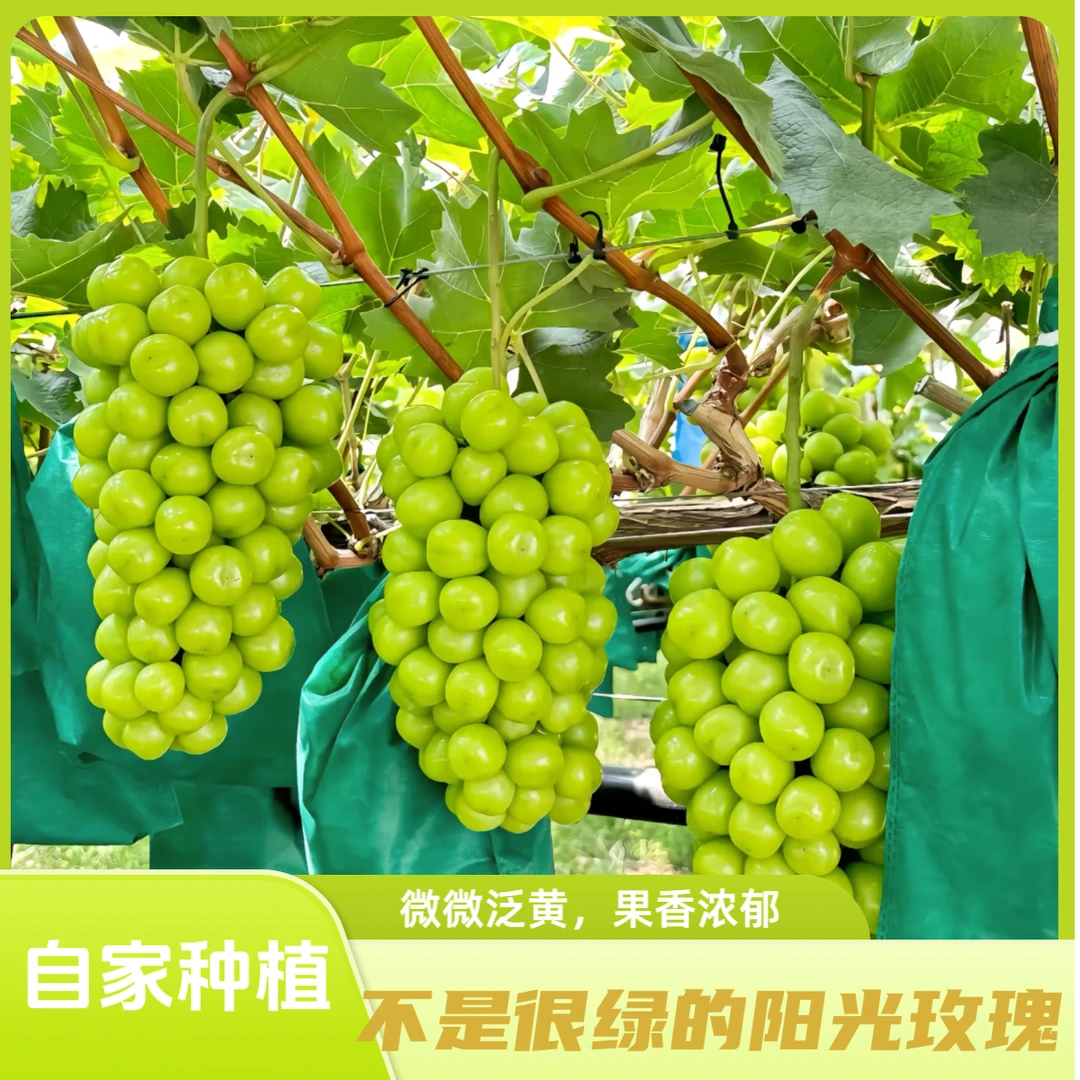 正宗应季水果晴王阳光玫瑰纯甜无籽彩箱孕妇新鲜水果葡萄