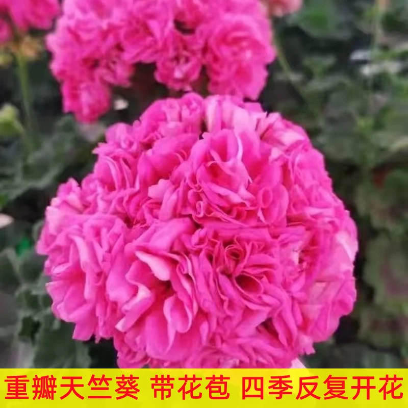 【和谐劳拉】不带花苞，重瓣直立大花球 天竺葵 包对版