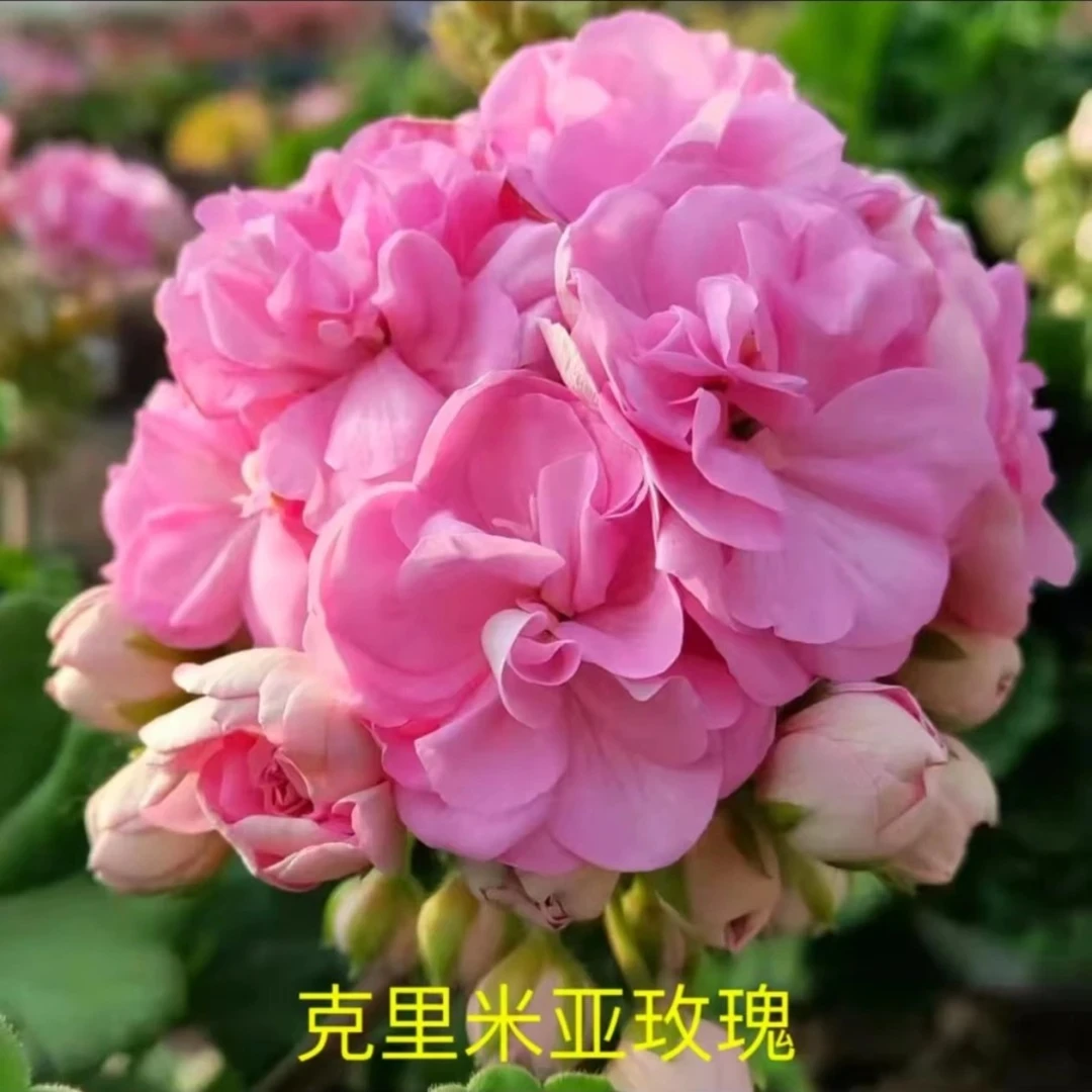 【克里米亚玫瑰】重瓣大花球，中苗 带花苞发货