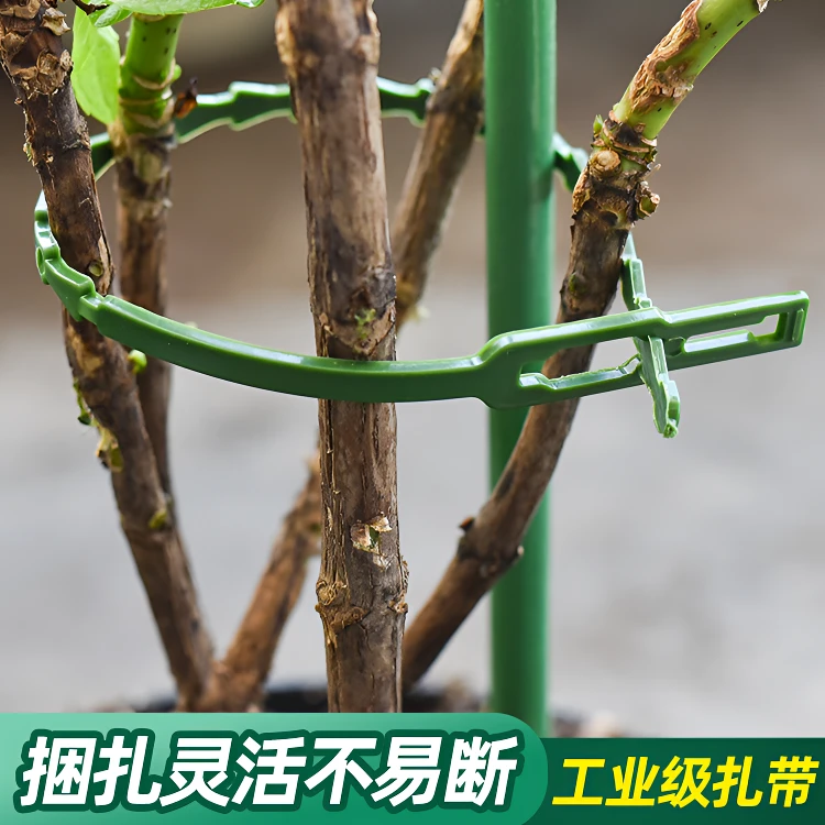 重复使用鱼骨园艺绿色扎带固定花卉枝条固定器适合月季用于自带