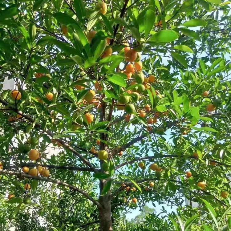 广西岭南山竹苗嫁接黄金山竹果树带果盆栽南北种植庭院地栽