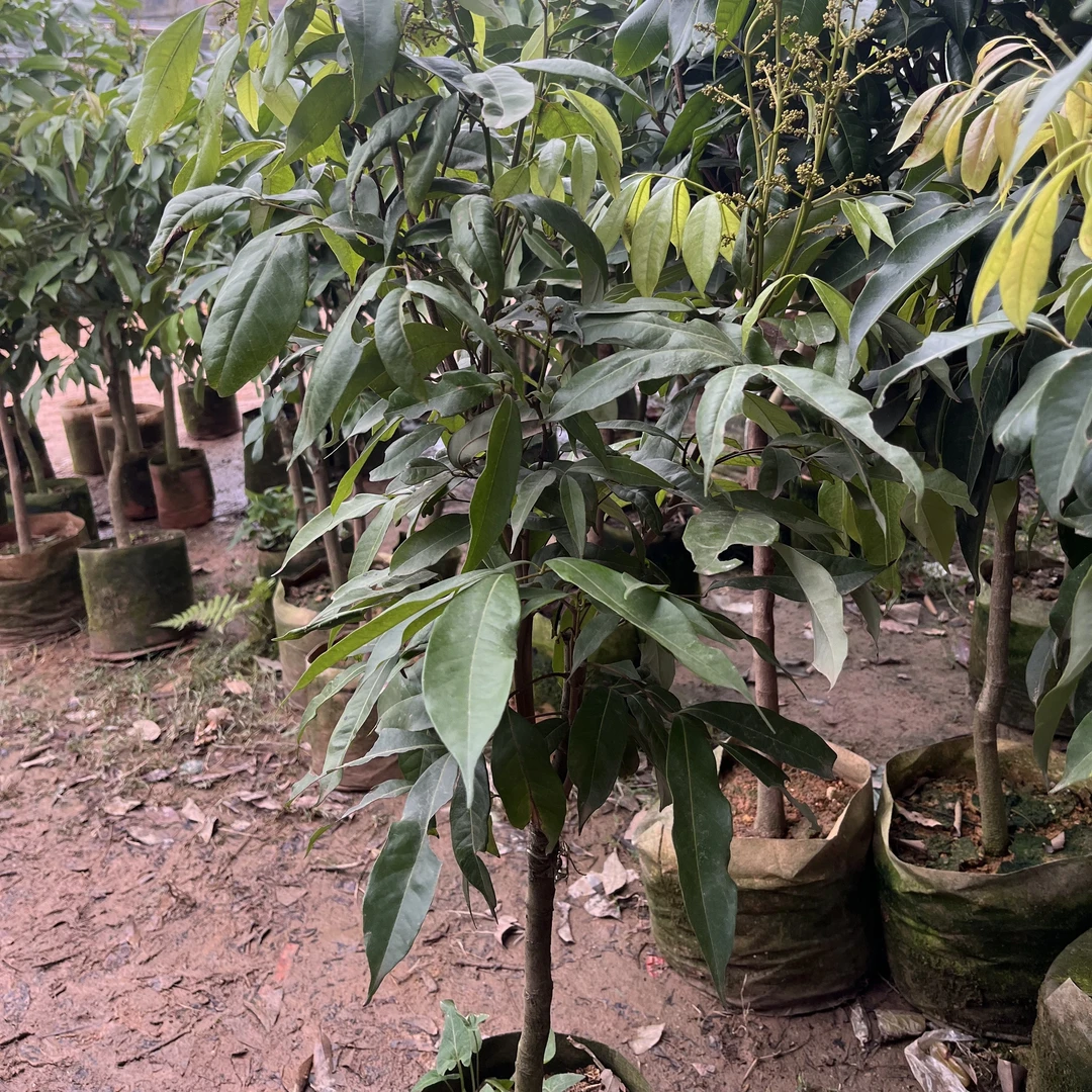 荔枝苗桂味妃子笑荔枝无核荔枝糯米滋树苗当年结果嫁接荔枝树苗