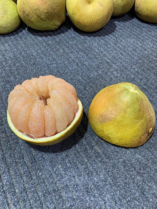 度尾正宗红心文旦柚,纯天然、无裂孔,丑果,花皮果。老树新鲜清甜