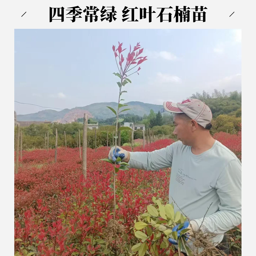 自产红叶石楠苗100棵起售包邮 庭院别墅花坛适用篱笆墙用