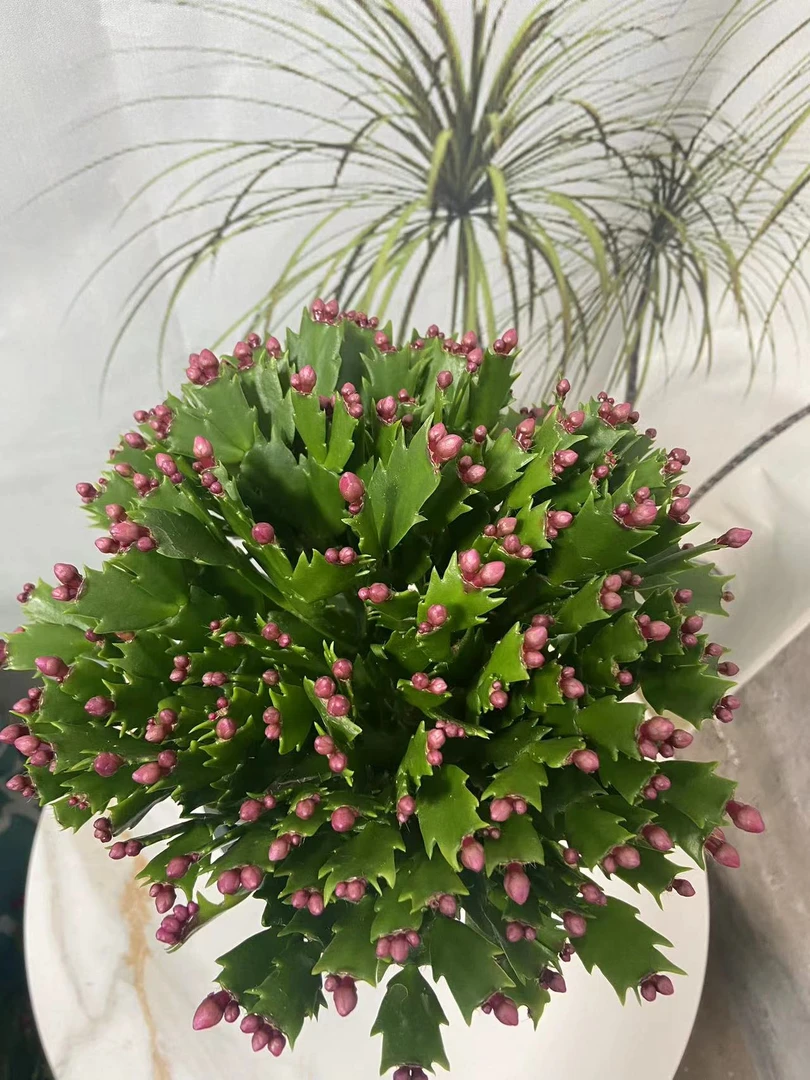 蟹爪兰嫁接多色带花苞室内阳台客厅花卉盆栽四季开花好养耐旱植物