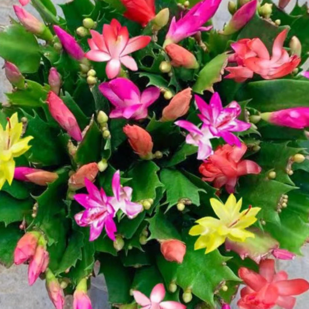 多色蟹爪兰盆栽带花苞四季开花植物室内家庭花卉客厅好养易活绿植