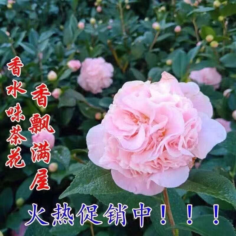 山茶花香妃盆栽带育苗盆绿植花卉室内四季客厅开花植物茶花树苗