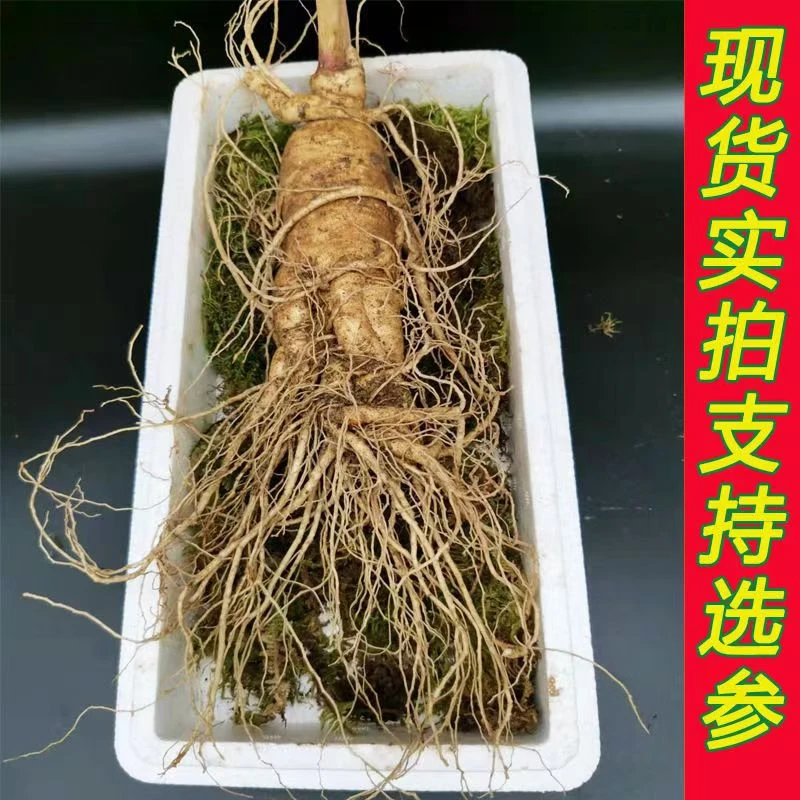 长白山鲜人参一支300克，净重6两