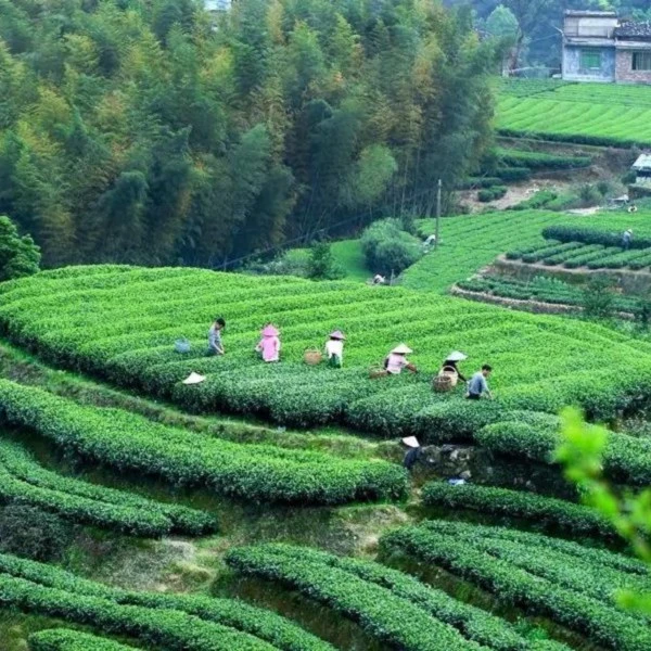 峰陈皮白茶 2015年贡眉、2010年陈皮400g