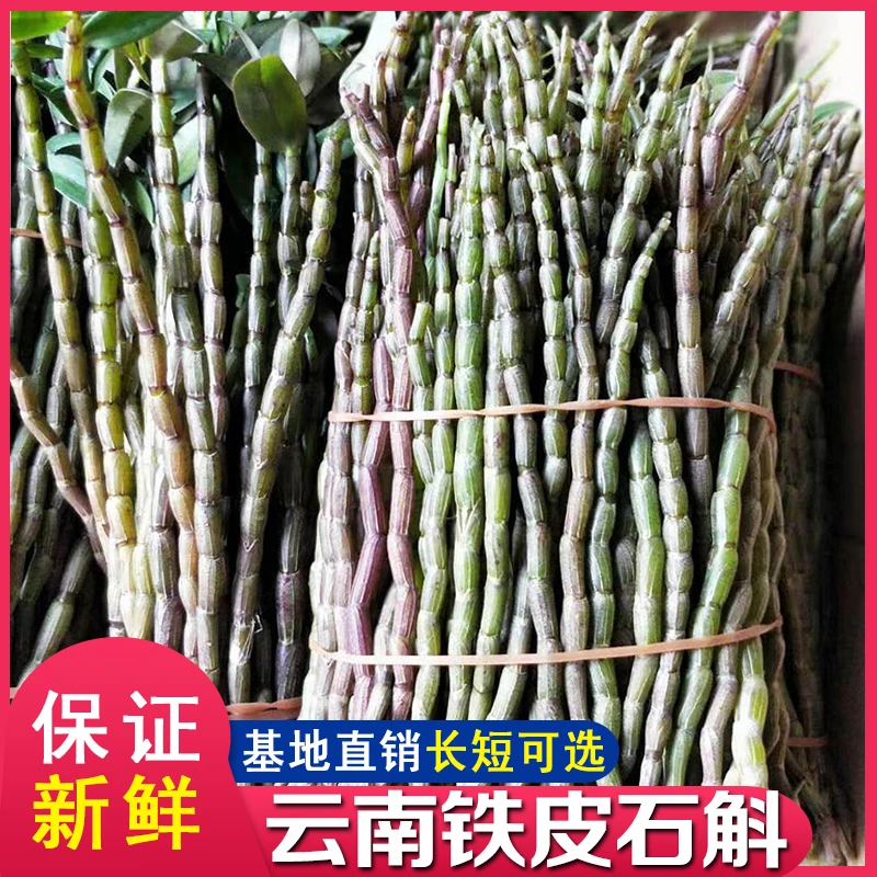 新鲜铁皮石斛条云南高原特产正宗食用新鲜石斛条养生滋补500g