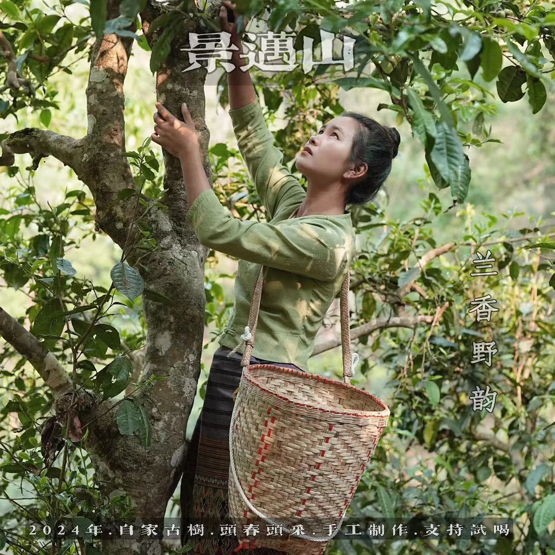 来自世界茶文化遗产地景迈山高端茶样品鉴装8gx5款