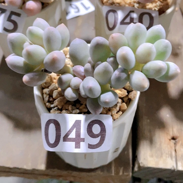 多肉植物多肉植物