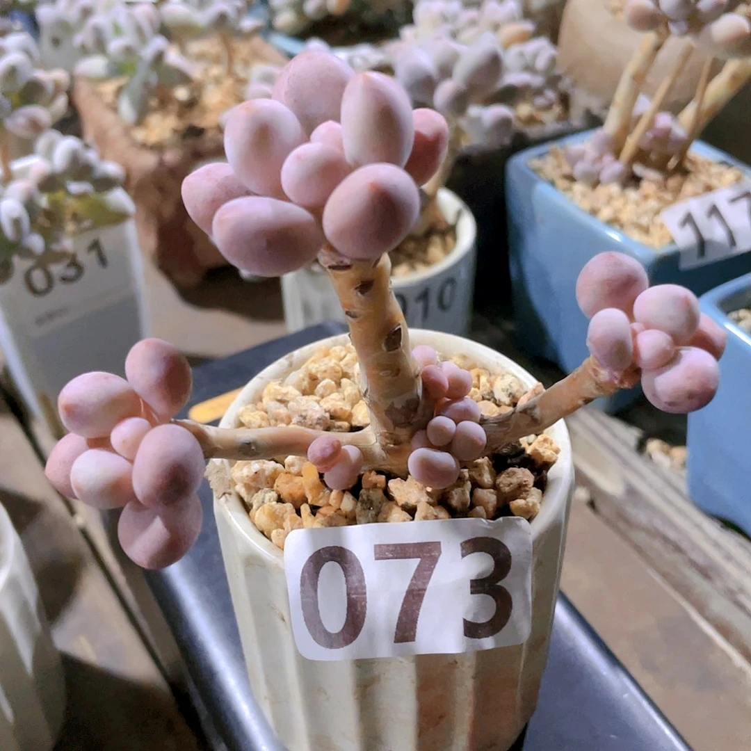 多肉植物多肉植物