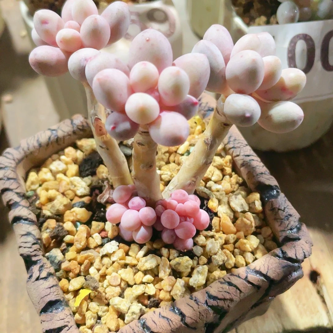 多肉植物的多肉植物