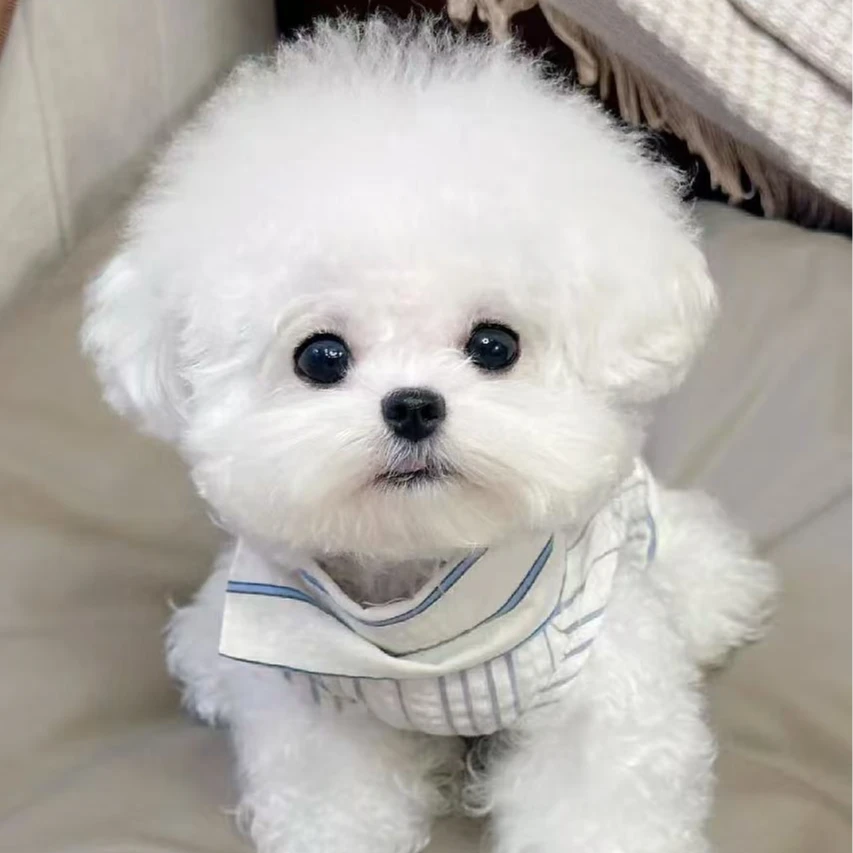 萌芽萌宠“直播专用链接-直播间主播介绍专拍”