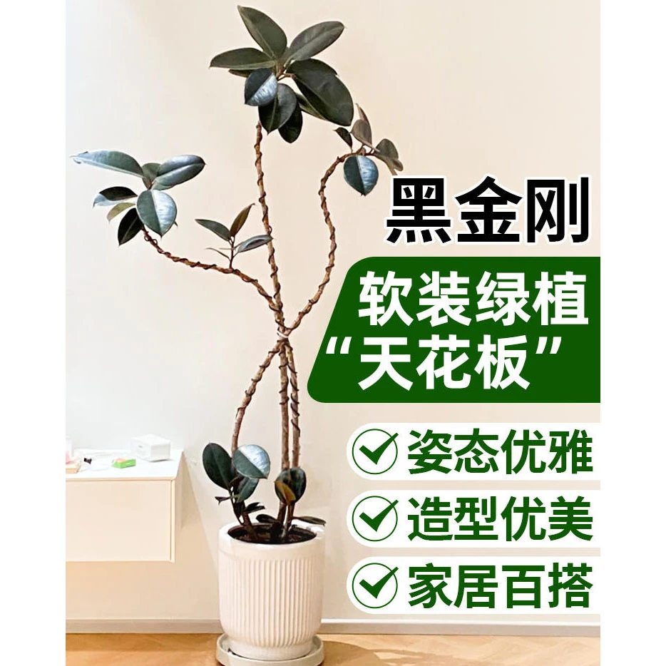 室内绿植盆栽客厅广东盆景客厅绿植高档大气绿植正宗高档懒人家用